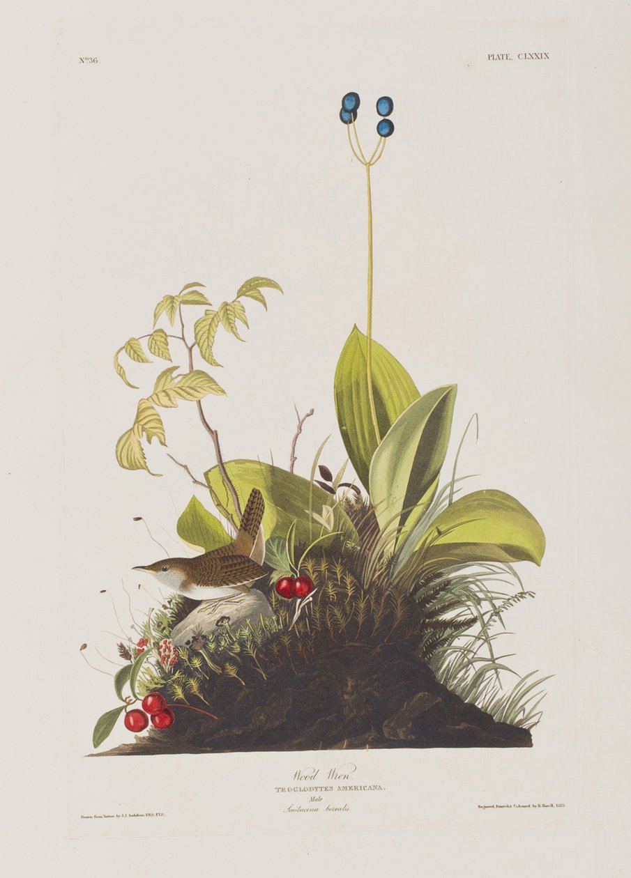 Illusztráció a "Birds of America"-ból alkotó: John James Audubon