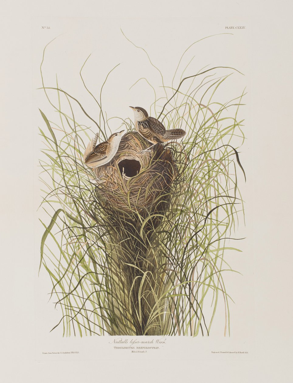 Illusztráció a "Birds of America"-ból alkotó: John James Audubon