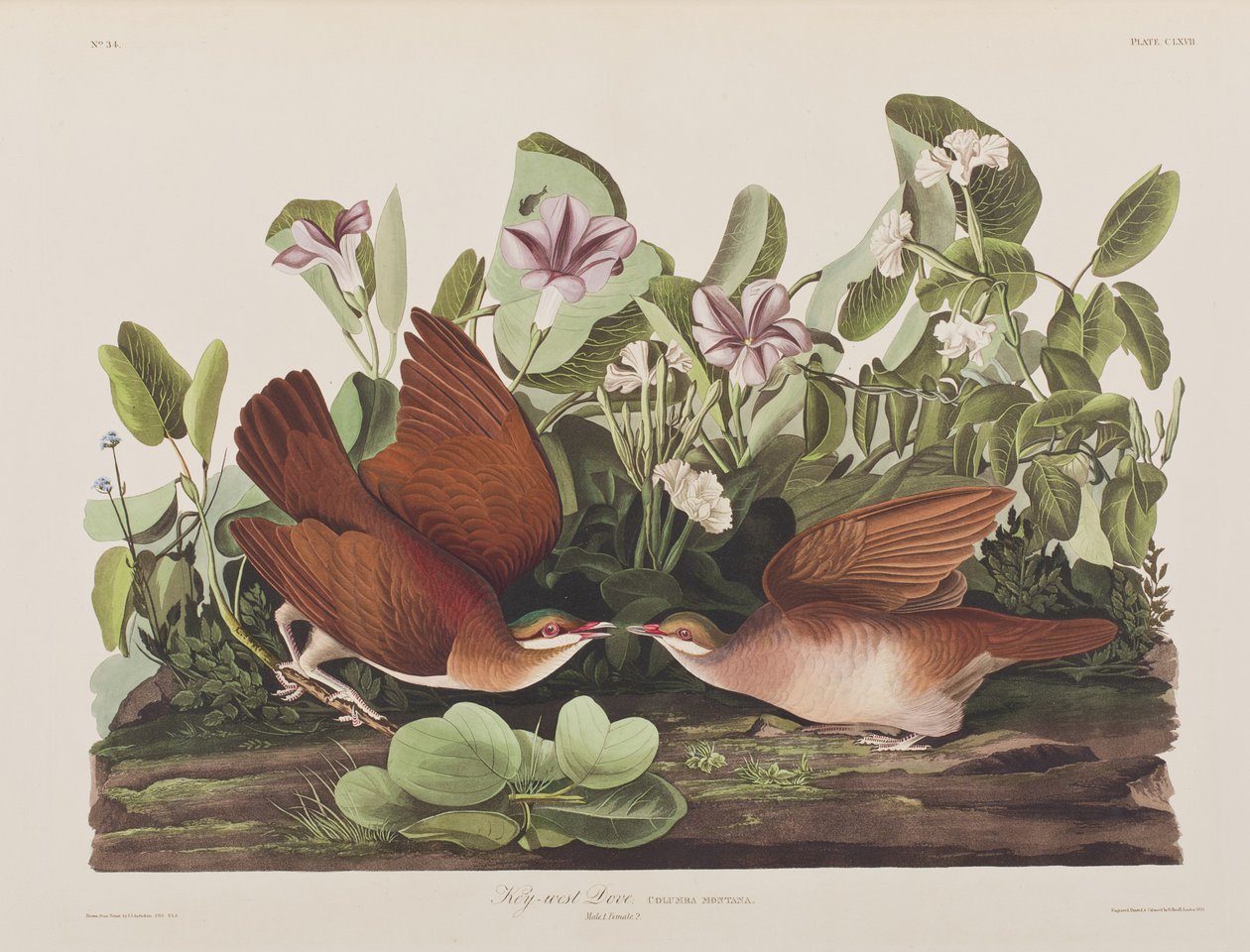Illusztráció a "Birds of America"-ból alkotó: John James Audubon