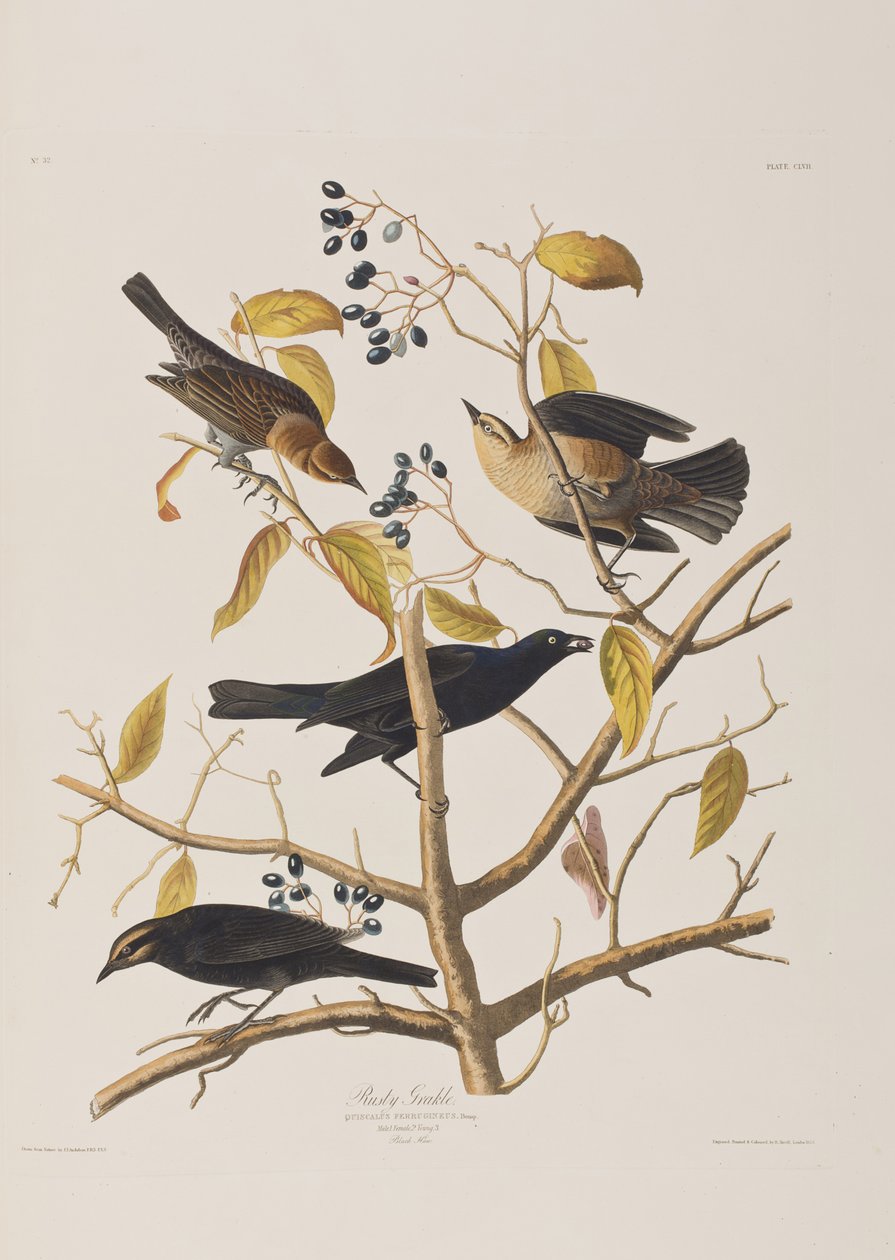 Illusztráció a "Birds of America"-ból alkotó: John James Audubon
