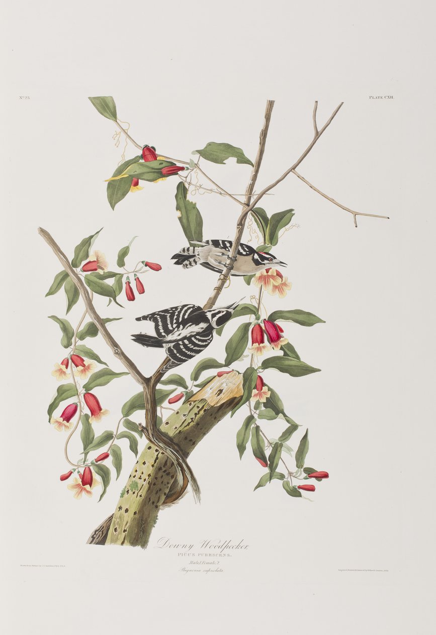 Illusztráció a "Birds of America"-ból alkotó: John James Audubon