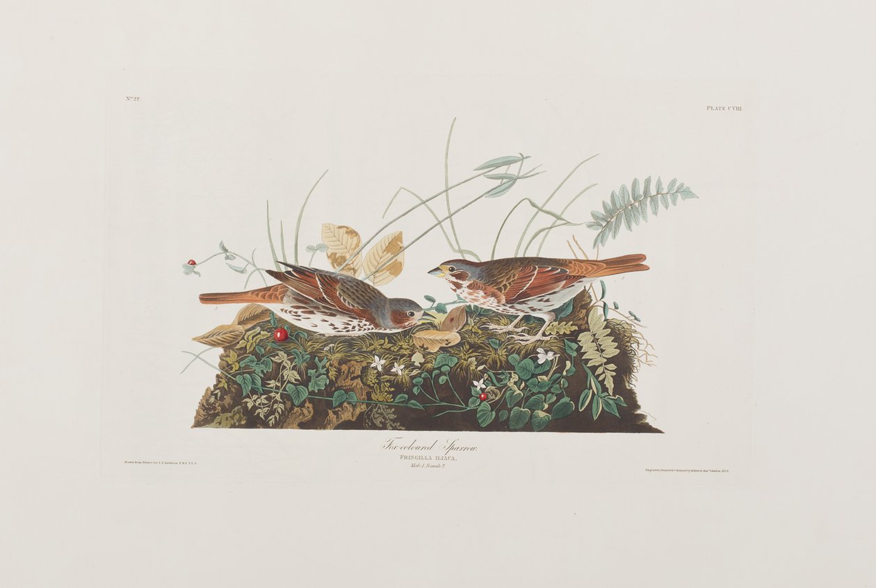 Illusztráció a "Birds of America"-ból alkotó: John James Audubon