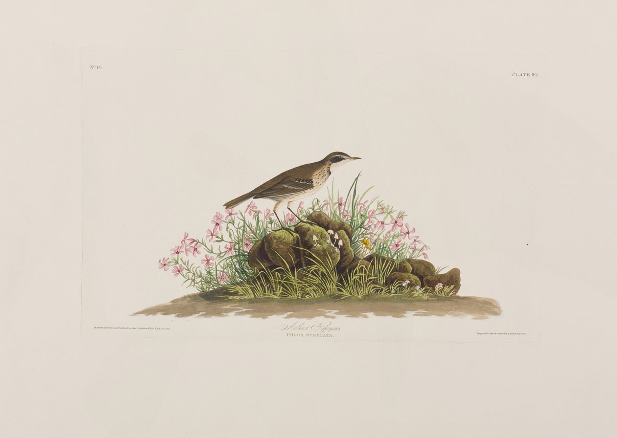 Illusztráció a "Birds of America"-ból alkotó: John James Audubon