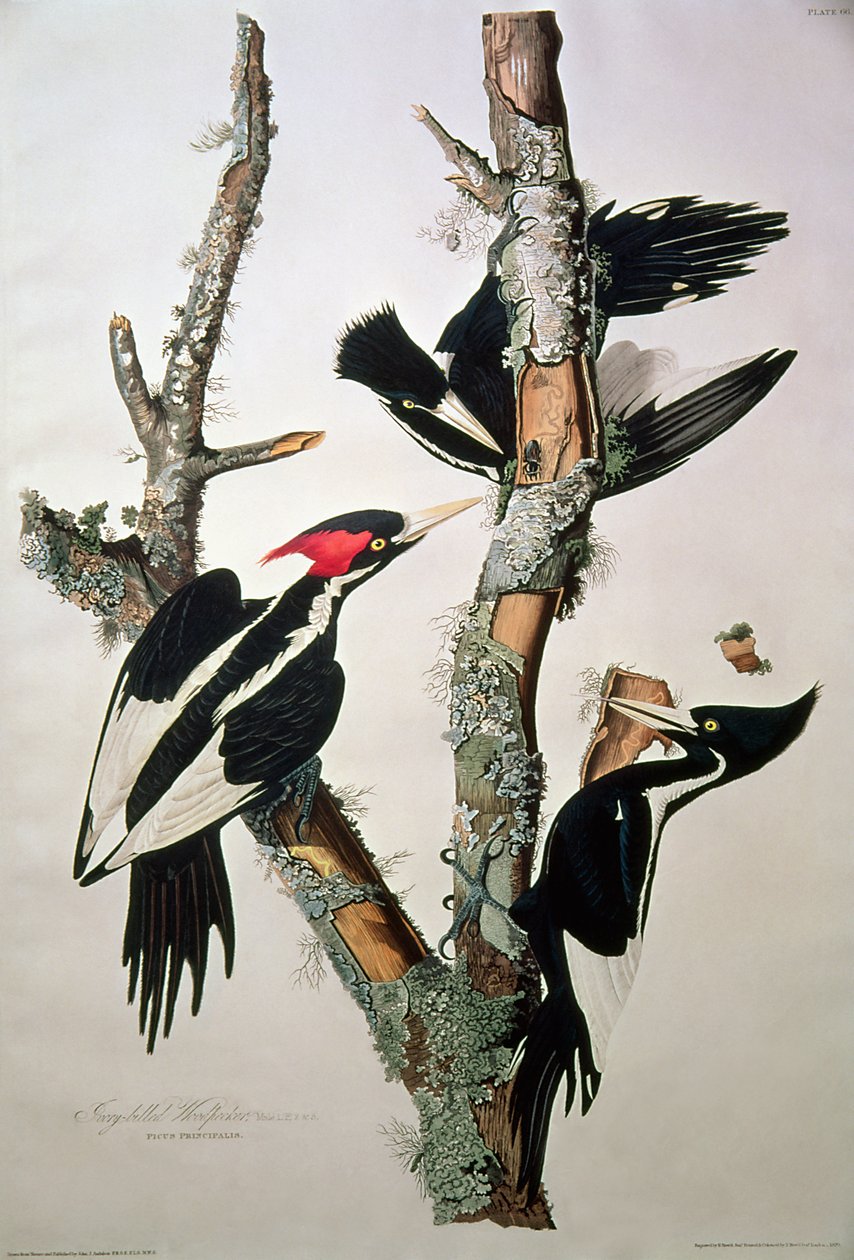 Elefántcsontcsőrű harkály, a "Birds of America"-ból, 1829 (a részletekért lásd: 195912) alkotó: John James Audubon