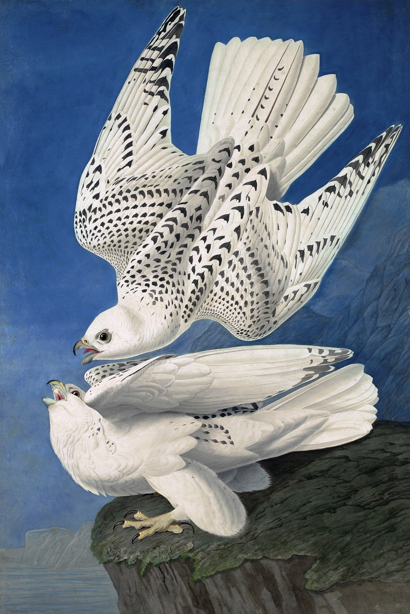 Jer or Iceland Falcon, Falco Islandicus, , a "The Birds of America"-ból John J. Audubon, pub. 1827-38 alkotó: John James Audubon