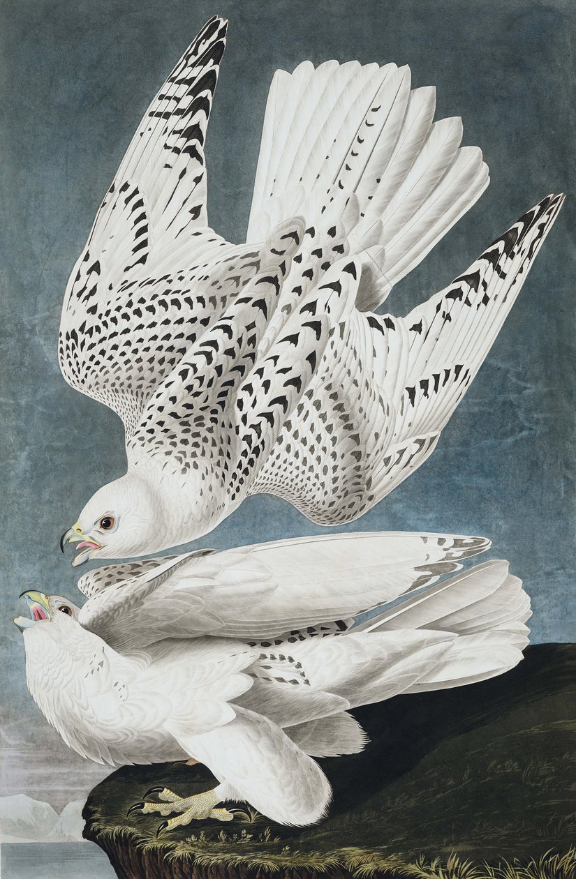 Jer or Iceland Falcon, Falco Islandicus, , a "The Birds of America"-ból John J. Audubon, pub. 1827-38 alkotó: John James Audubon