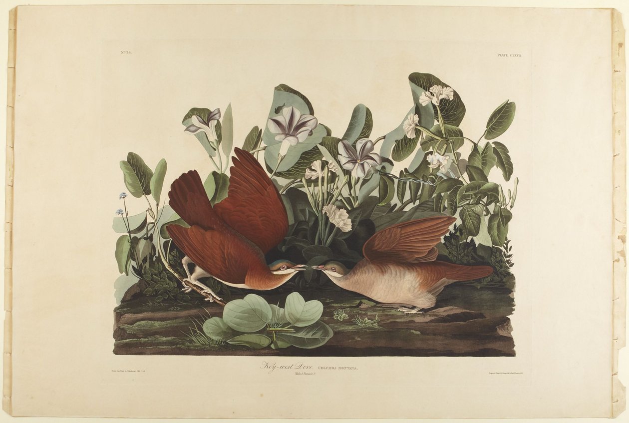 Key West-i galamb alkotó: John James Audubon