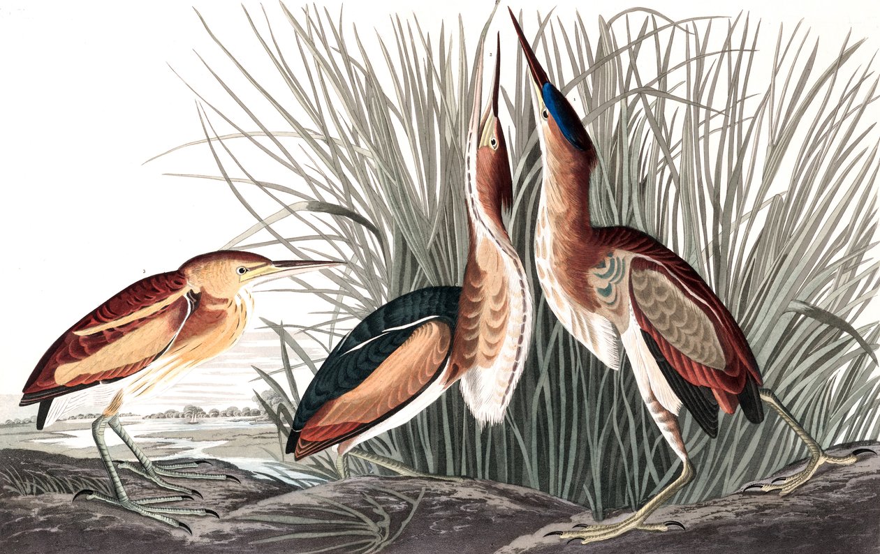 Least Bittern, Ixobrychus Exilis, a "The Birds of America"-ból, John J. Audubon, pub. 1827-38 (és színes metszet) alkotó: John James Audubon