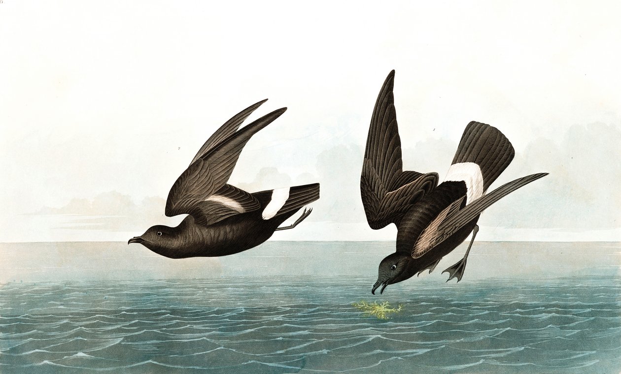 Least Stormy Petrel, Thalassidroma Pelagica, a "The Birds of America"-ból, John J. Audubon, pub. 1827-38 alkotó: John James Audubon