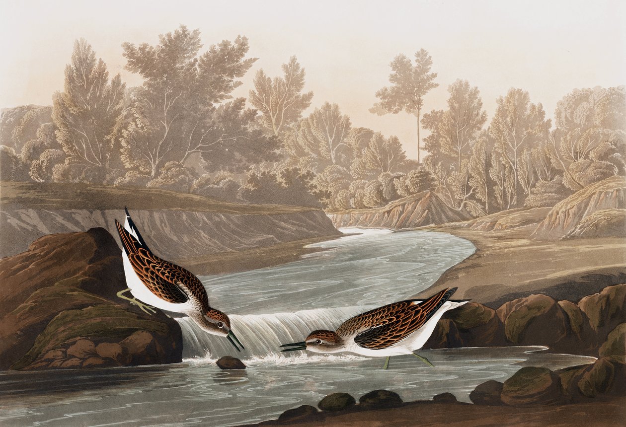 American Avocet, Recurvirostra Americana, a "The Birds of America"-ból, John J. Audubon, pub. 1827-38 alkotó: John James Audubon
