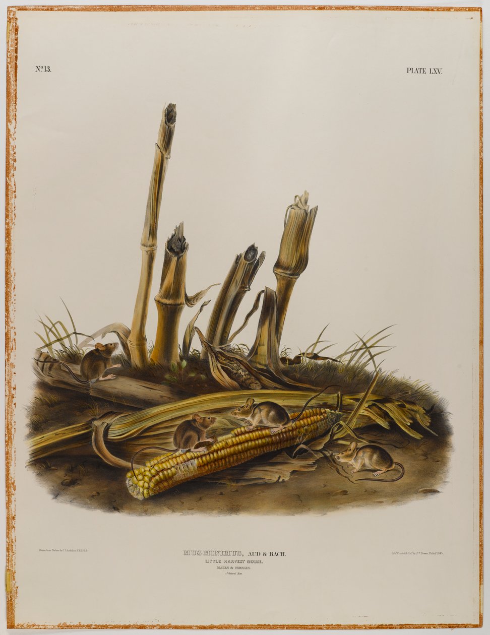 Kis aratóegér alkotó: John James Audubon