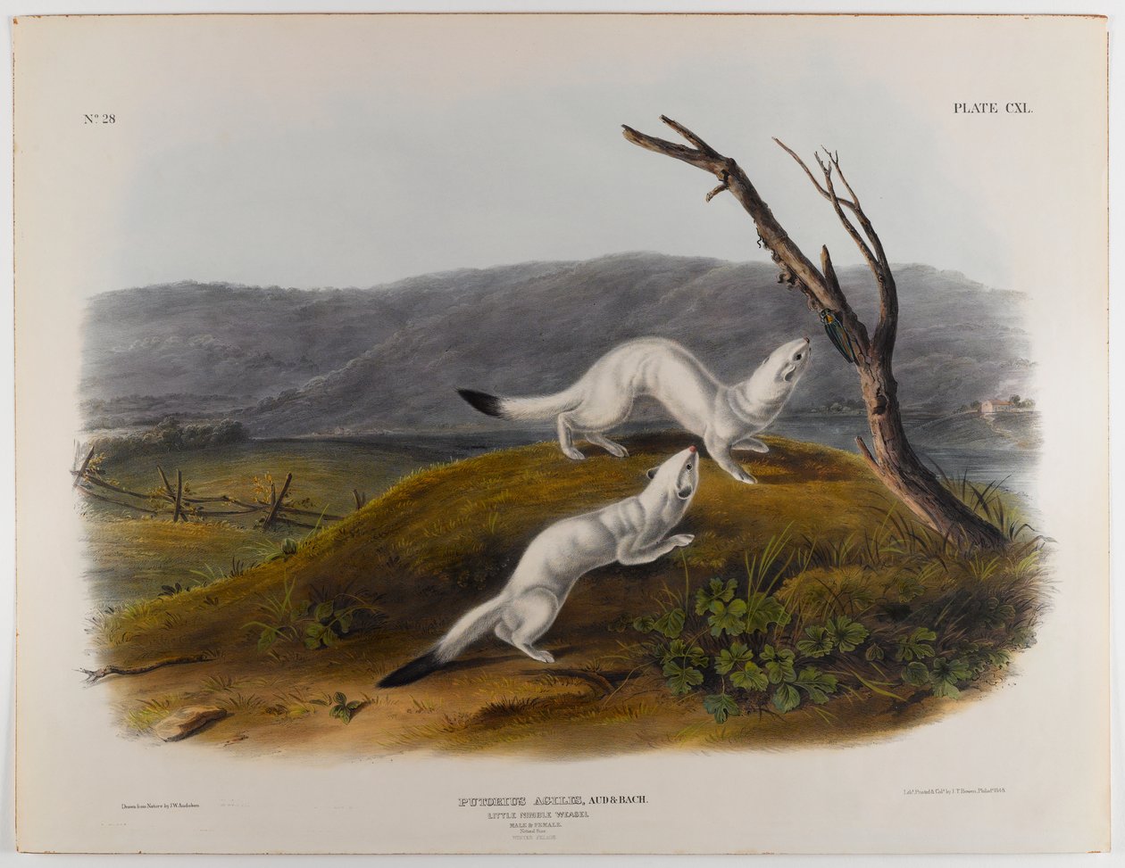 Kis fürge menyét alkotó: John James Audubon