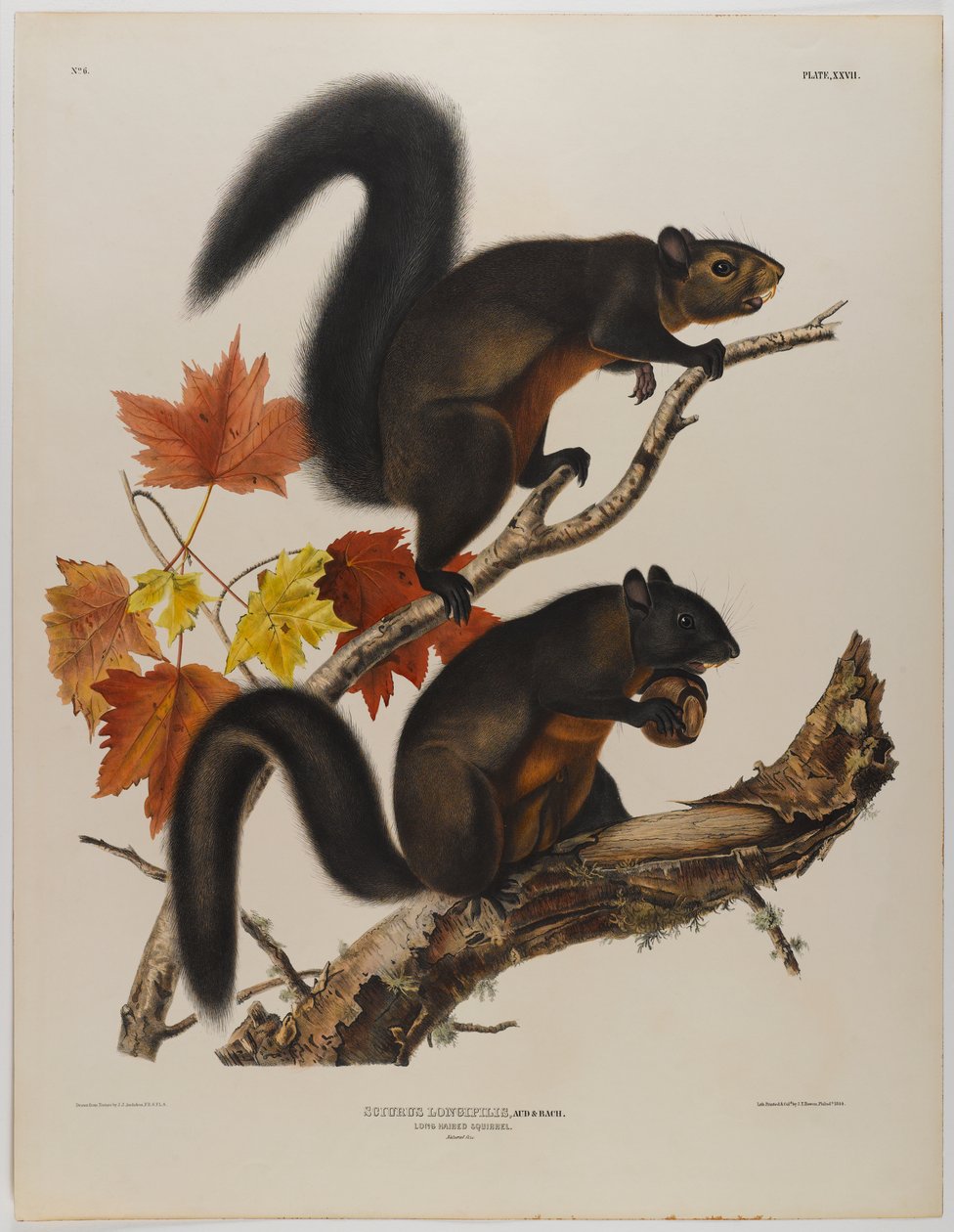 Hosszú szőrű mókus alkotó: John James Audubon