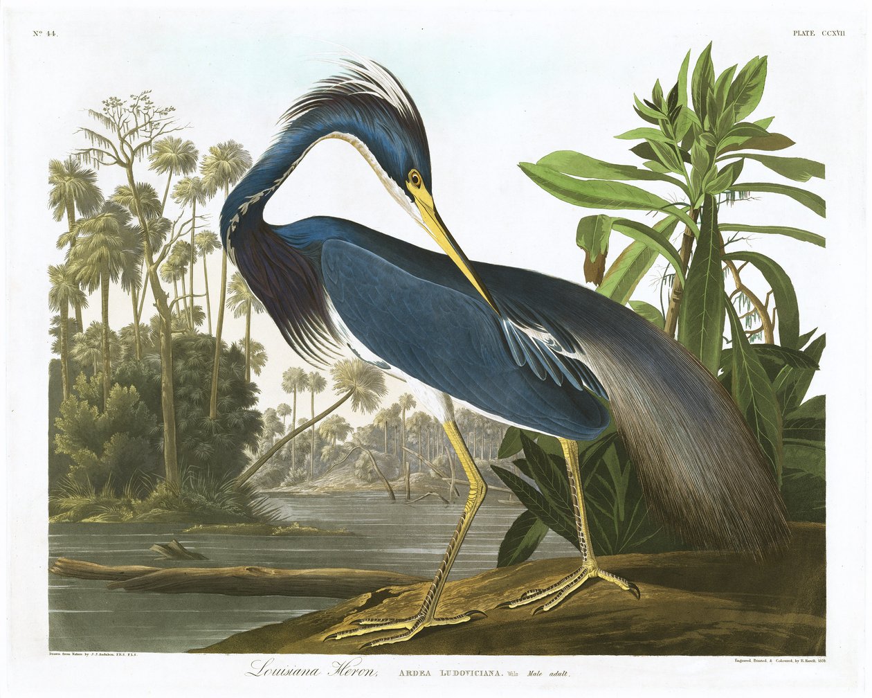 Louisiana Heron, 1834 alkotó: John James Audubon