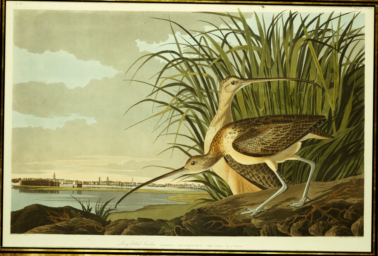 Hím és nőstény hosszúcsőrű göndör alkotó: John James Audubon