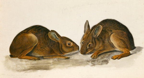 Marsh Hares (wc papíron) alkotó: John James Audubon
