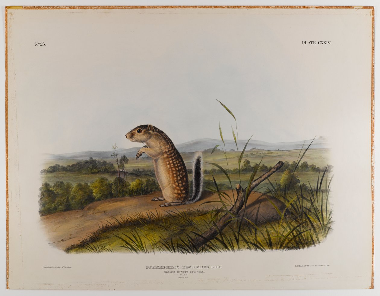 Mexikói mormota mókus alkotó: John James Audubon