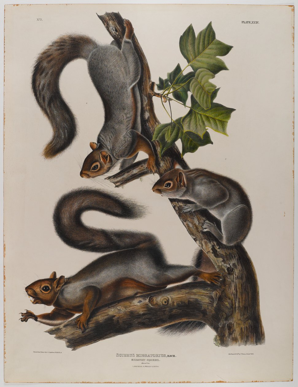 Vándorló mókus alkotó: John James Audubon