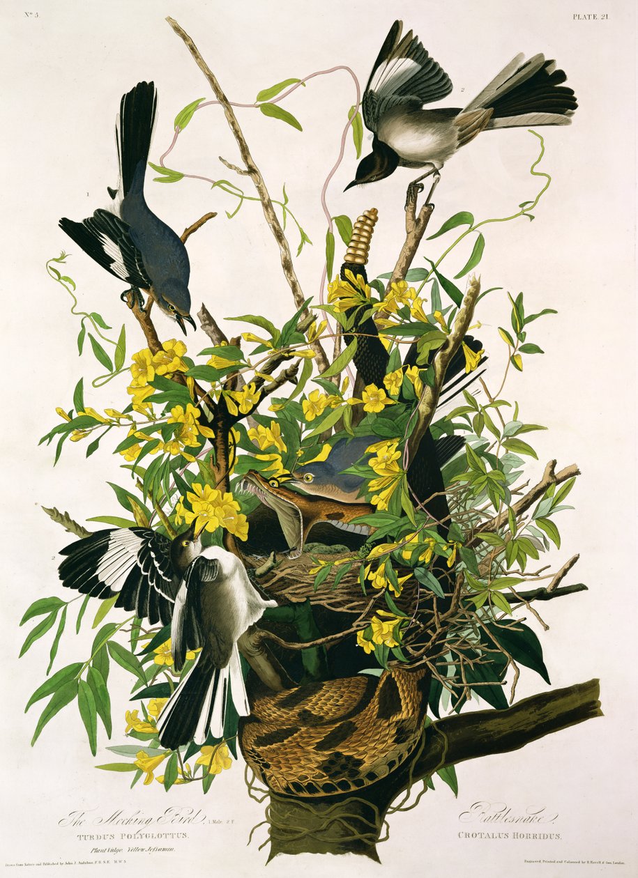 Gúnyos madarak és csörgőkígyó, a „Birds of America”-ból, Robert Havell (1793-1878) metszetében (a részletekért lásd: 195126) alkotó: John James Audubon