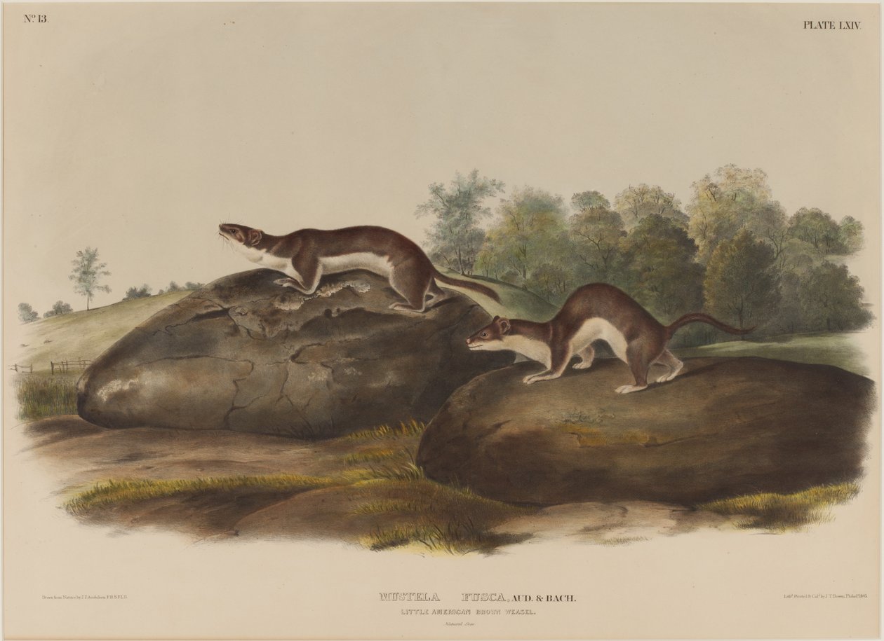 Mustela Bogár alkotó: John James Audubon