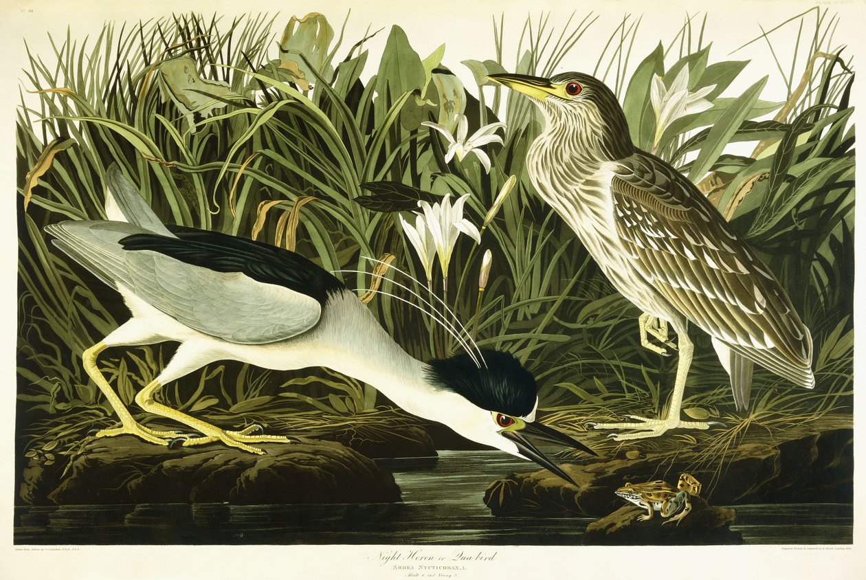 Night Heron vagy Lua Bird, 1835 alkotó: John James Audubon