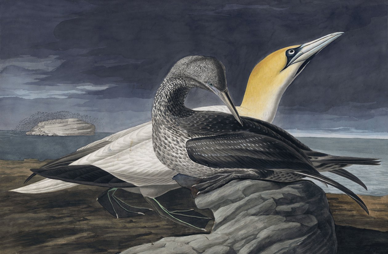 Northern Gannet, Morus Bassanus, a "The Birds of America"-ból, John J. Audubon, pub. 1827-38 alkotó: John James Audubon