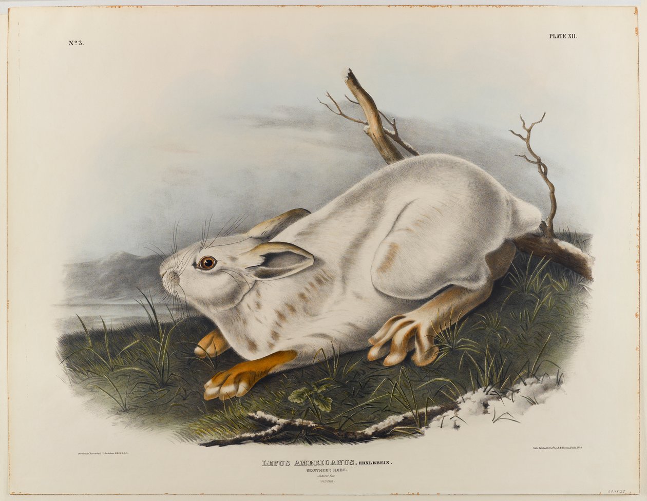 északi nyúl (téli nyúl) alkotó: John James Audubon