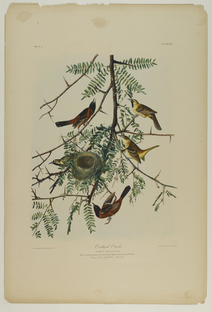 Orchard Oriole, nyomta Julien Bien és adta ki Roe Lockwood & Son, 1861 (kromolitográfia) alkotó: John James Audubon