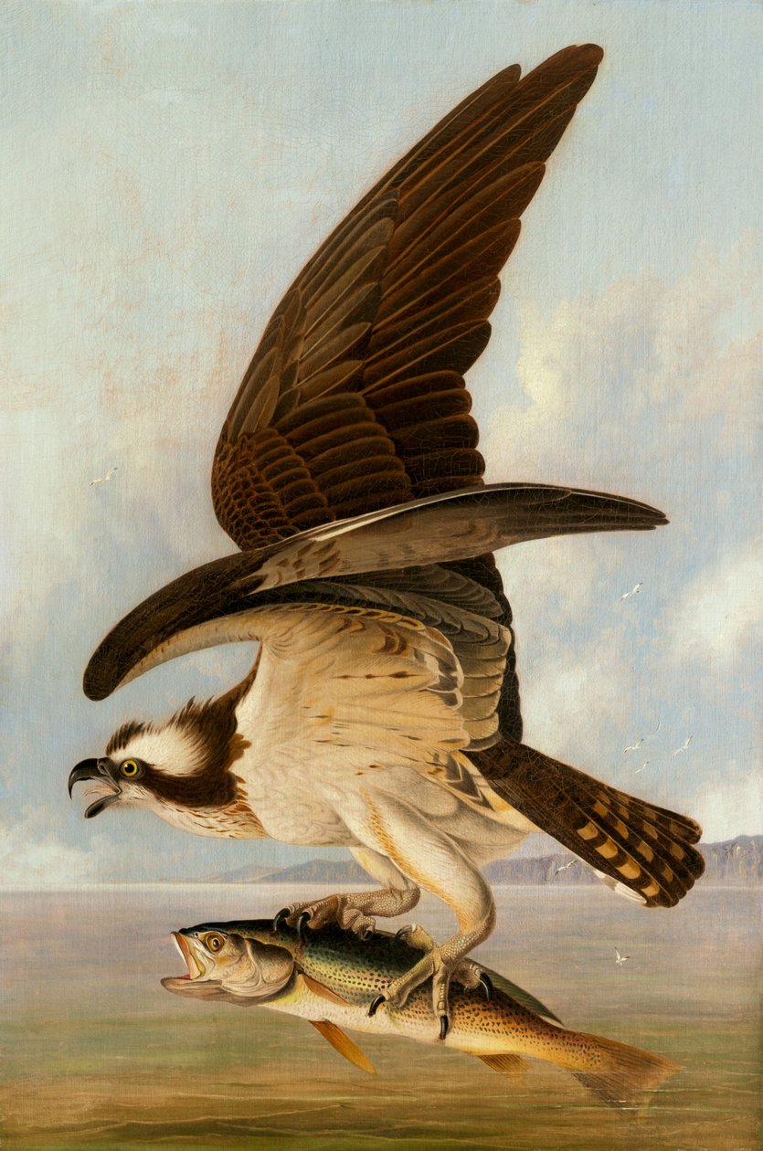Osprey és Weakfish alkotó: John James Audubon