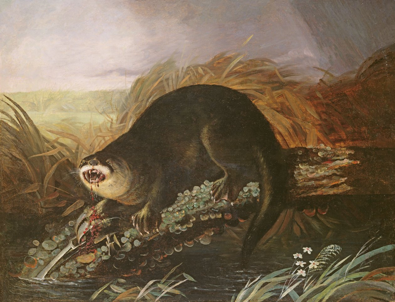 Vidra csapdába esett alkotó: John James Audubon
