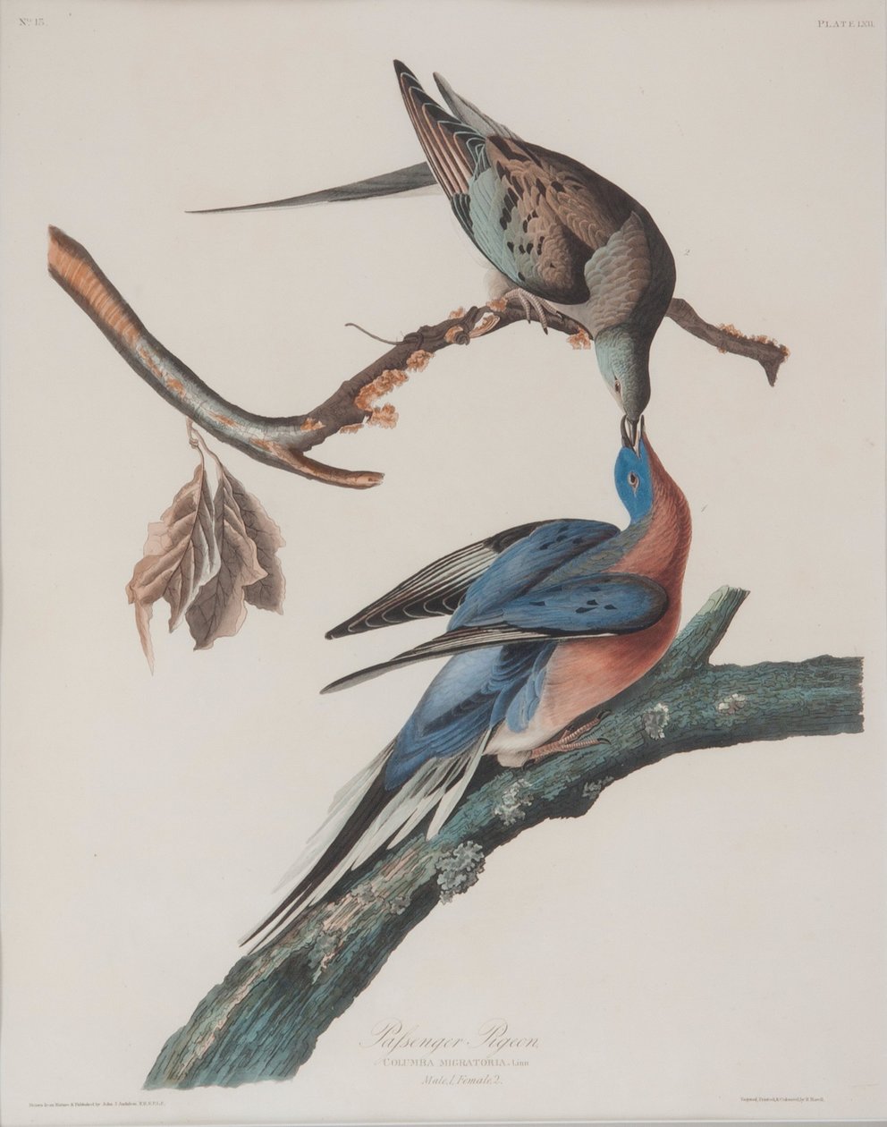 Utazó galamb alkotó: John James Audubon