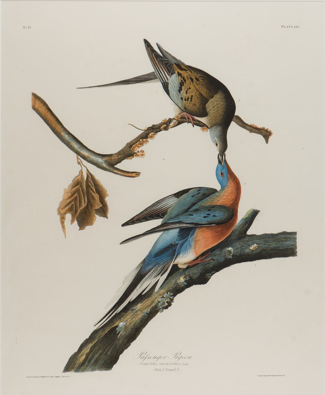 Utasgalamb, 1827-1838 (wc papíron) alkotó: John James Audubon
