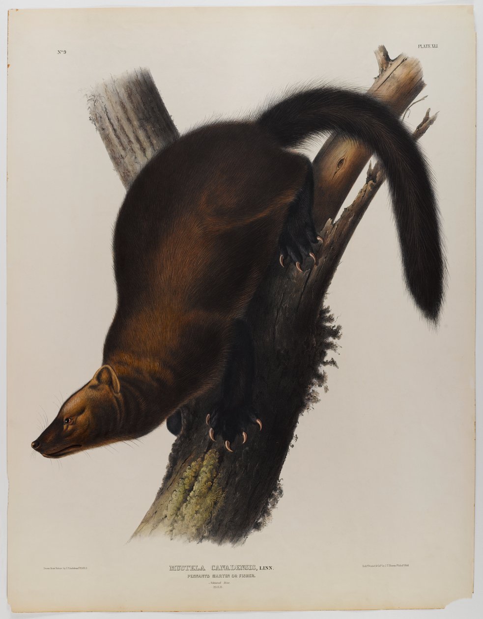 Zászlók martin vagy halász alkotó: John James Audubon