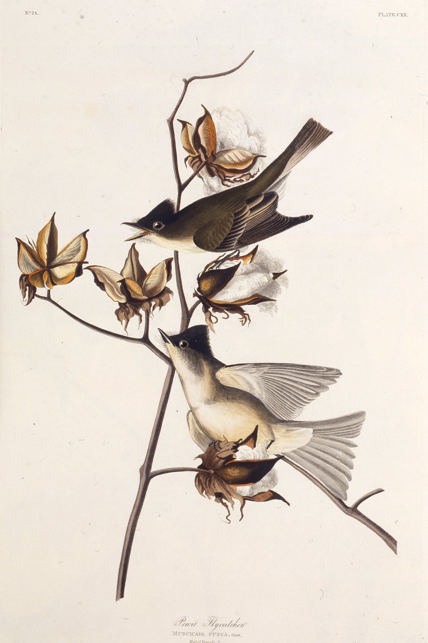 Pewit légykapó. Az Amerika madaraiból, 1827-1838. alkotó: John James Audubon