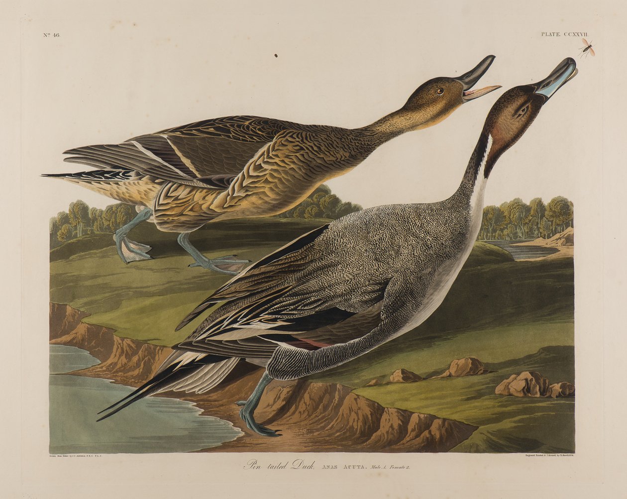 Pinfarkú kacsa, 1834 (wc papíron) alkotó: John James Audubon