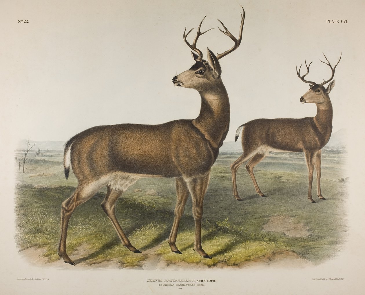 106. tábla Cervus Richardsonii, Aud & Bach. Kolumbiai feketefarkú szarvas, 1848 alkotó: John James Audubon