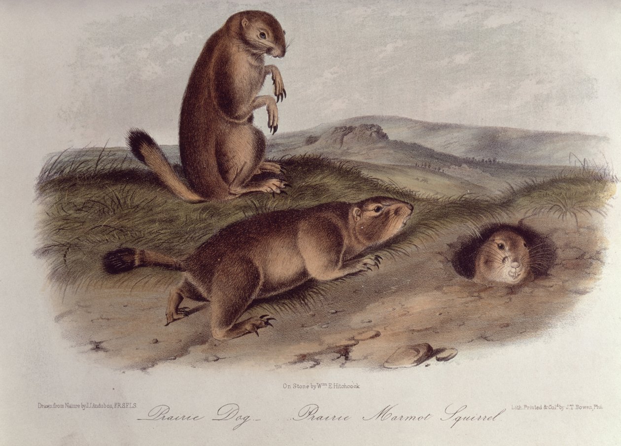 Prérikutya az Észak-Amerika négylábúiból, 1842-5, (kőnyomat) alkotó: John James Audubon