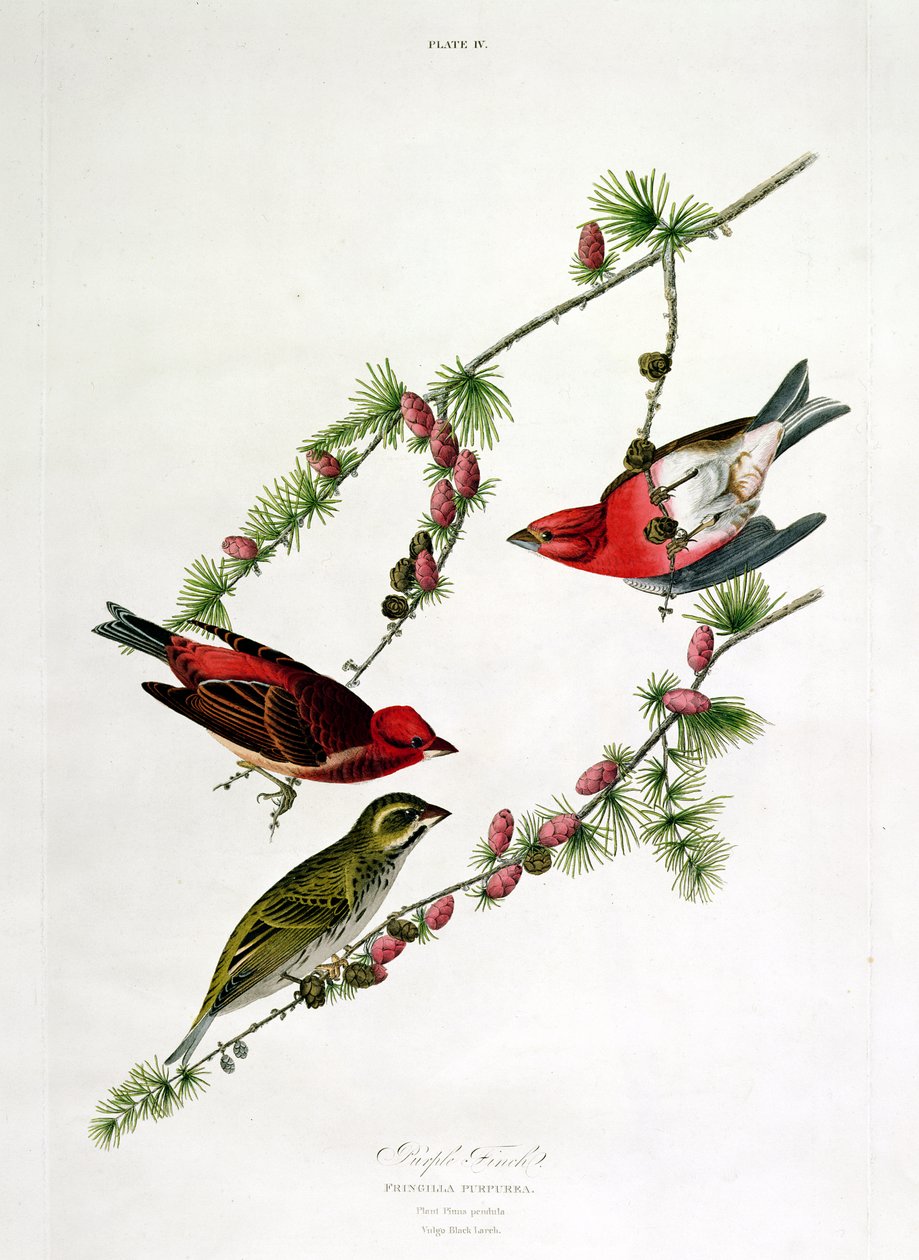 Lila pinty, a "Birds of America"-ból, William Home (1788-1859) metszete alkotó: John James Audubon