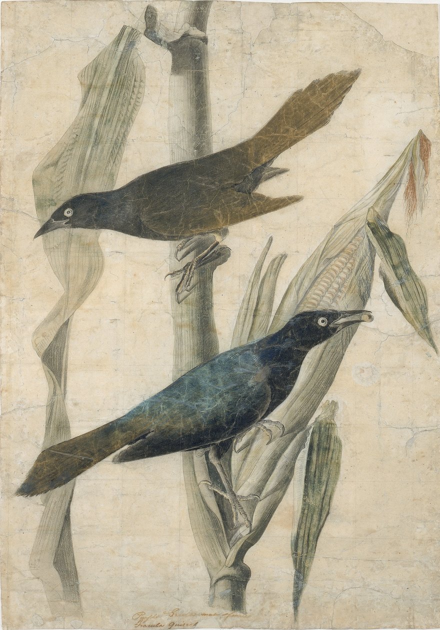 Bíbor szürke gébics alkotó: John James Audubon