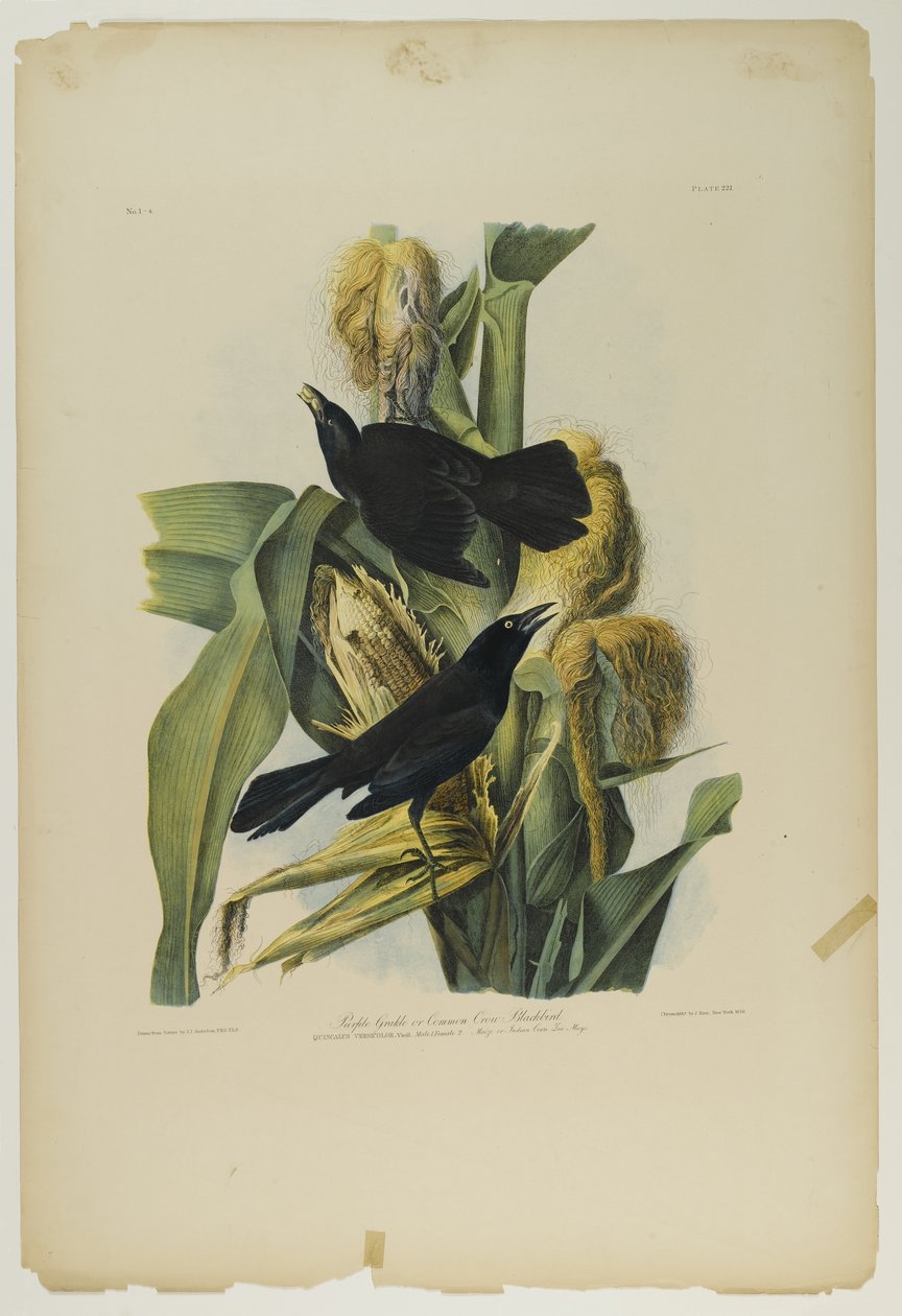 Purple Grackle vagy Common Crow Blackbird, nyomta Julien Bien és adta ki Roe Lockwood & Son, 1861 (kromolitográfia) alkotó: John James Audubon