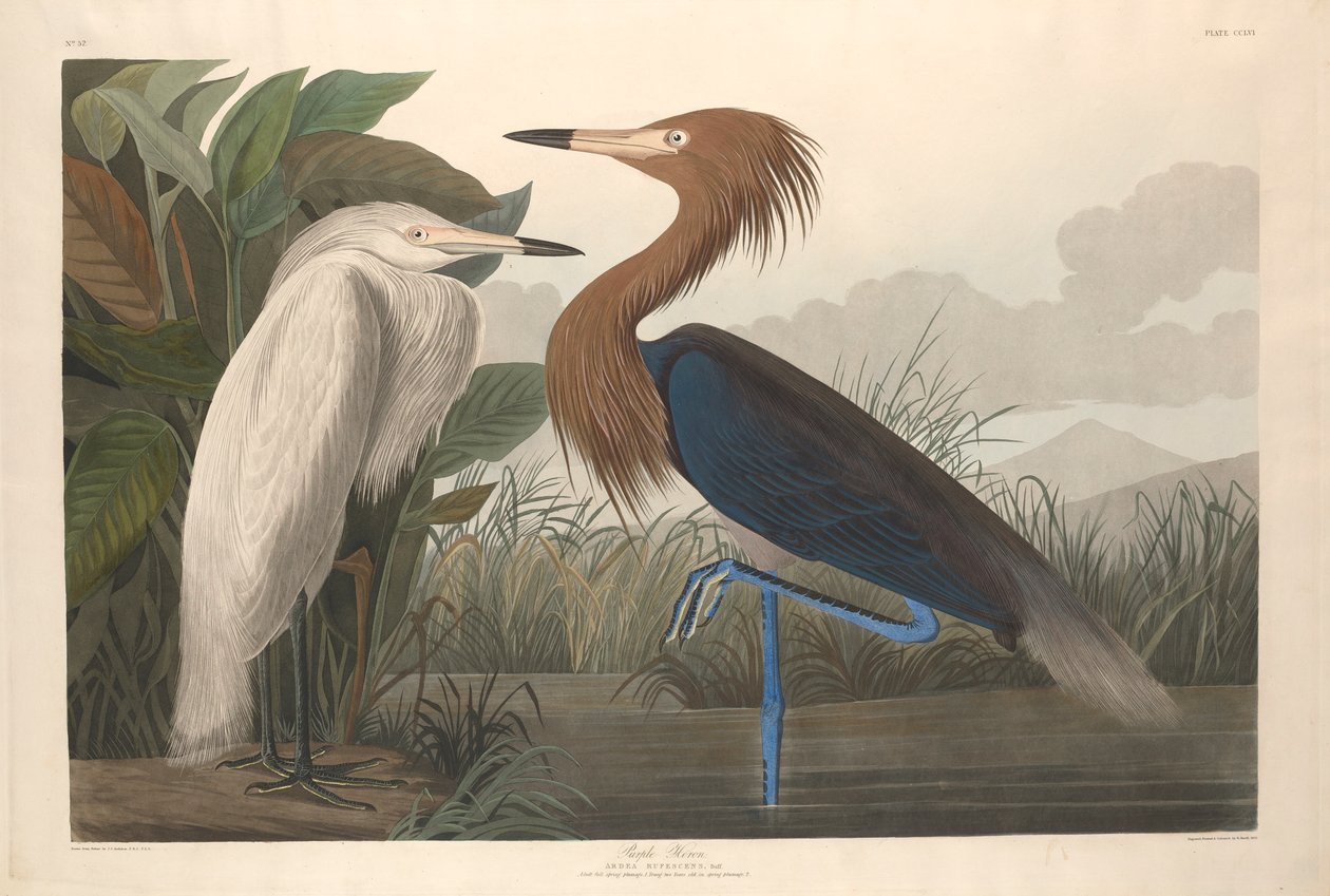 Lila gém, 1835 alkotó: John James Audubon