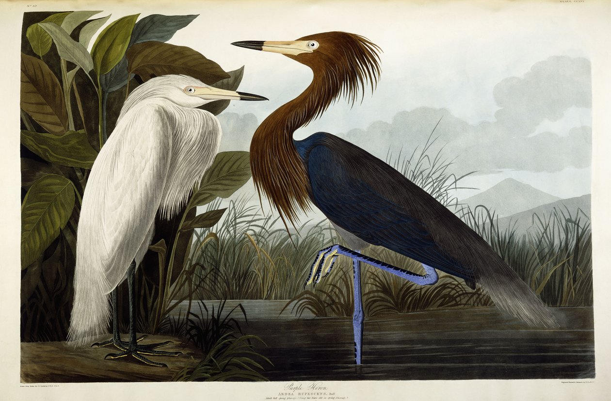 Bíbor gém, 1835 körül alkotó: John James Audubon