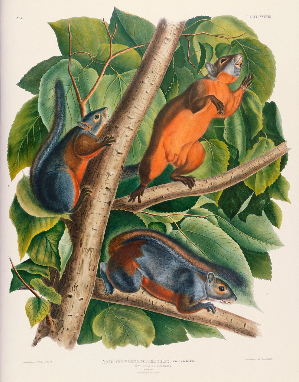 Vöröshasú mókus alkotó: John James Audubon