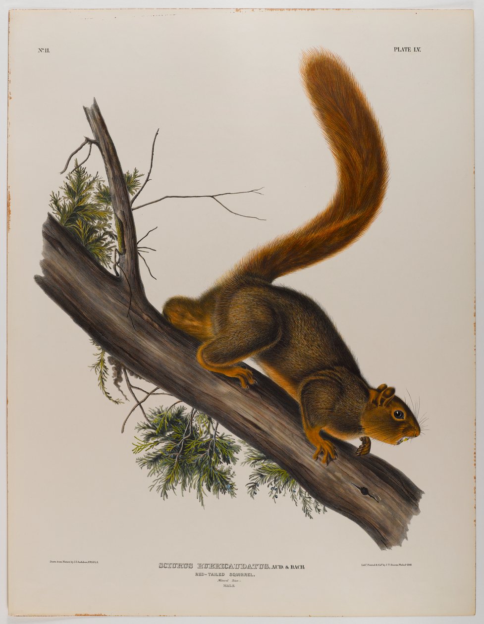 Vörösfarkú mókus alkotó: John James Audubon