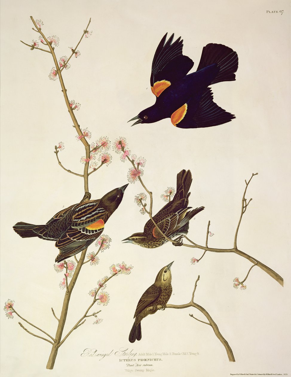 Vörösszárnyú seregély, az Amerika madaraiból, Robert Havell (1793-1878) metszete, 1820-ban megjelent alkotó: John James Audubon