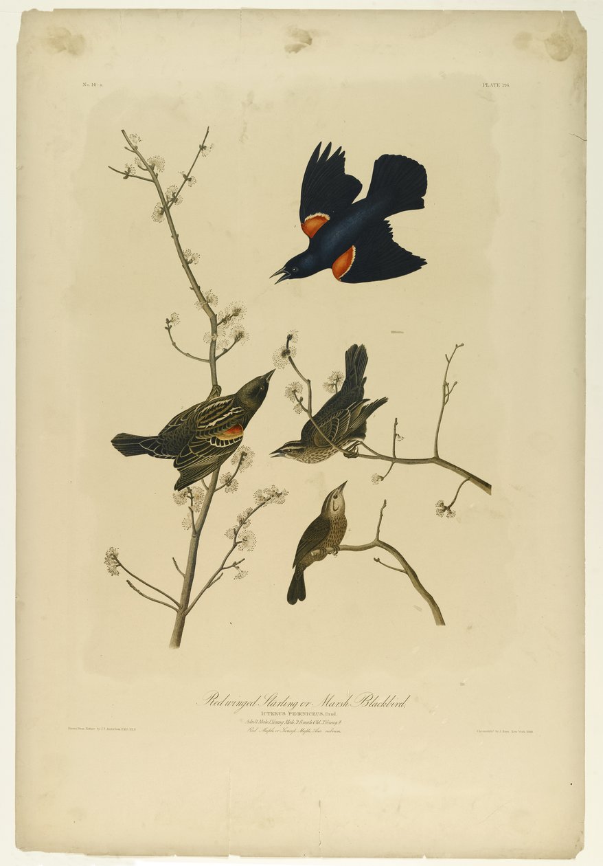Vörösszárnyú Starling vagy Marsh Blackbird, nyomta Julien Bien és adta ki Roe Lockwood & Son, 1861 (kromolitográfia) alkotó: John James Audubon