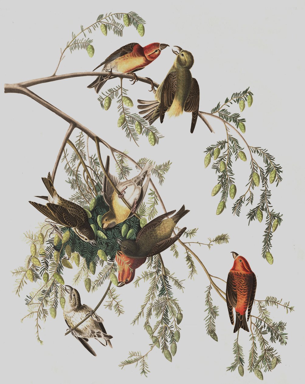 Red Crossbill, Loxia Curvirostra, a "The Birds of America"-ból, John J. Audubon, pub. 1827-38 alkotó: John James Audubon