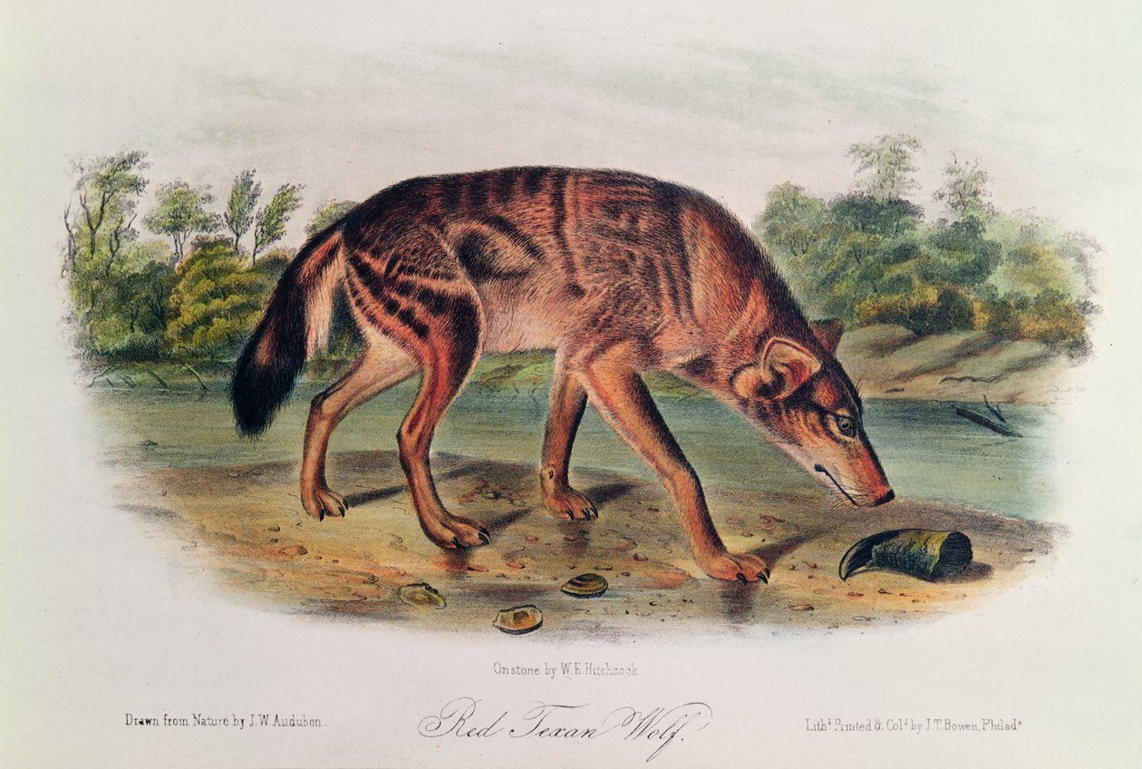 Vörös farkas az „Észak-Amerika négylábúiból”, 1842-45 (kézzel színezett litográfia) alkotó: John James Audubon