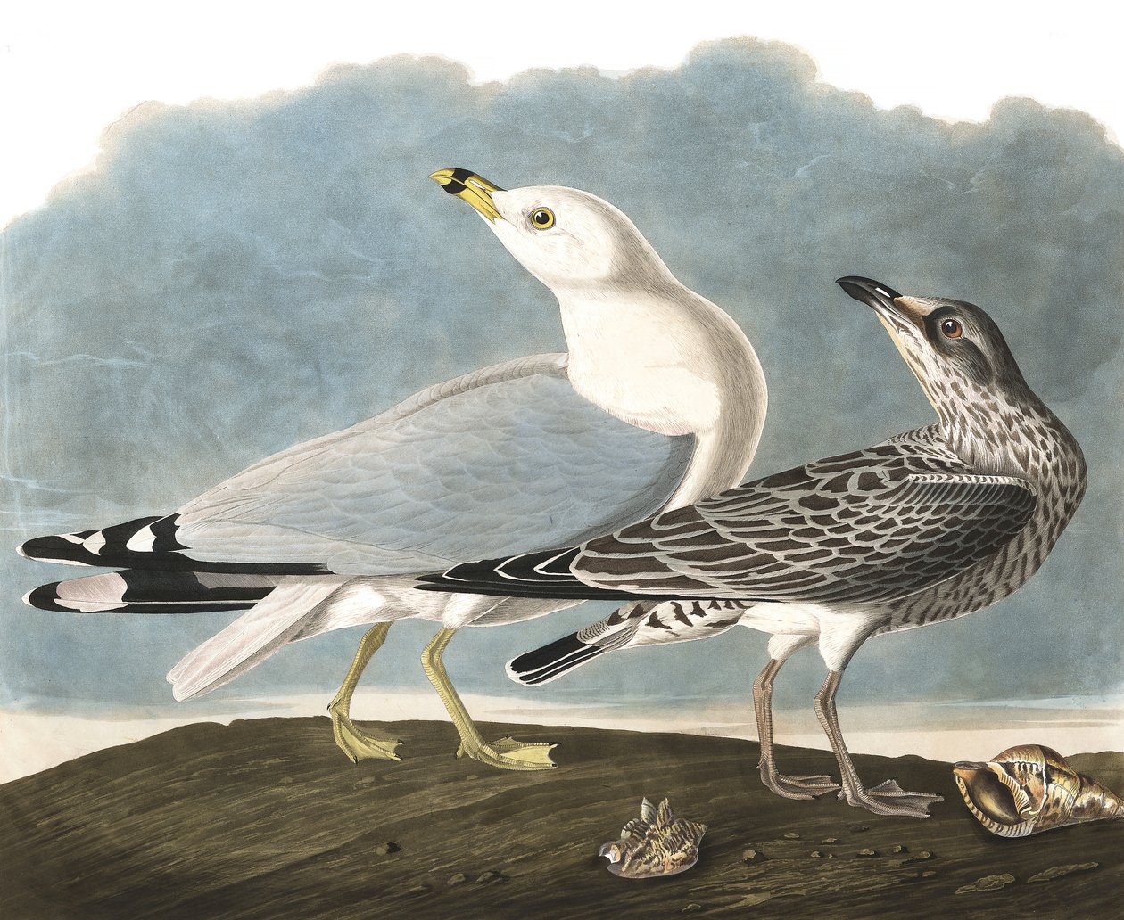 Gyűrűs sirály, Larus Delawarensis, John J. Audubon "The Birds of America"-ból, pub. 1827-38 alkotó: John James Audubon