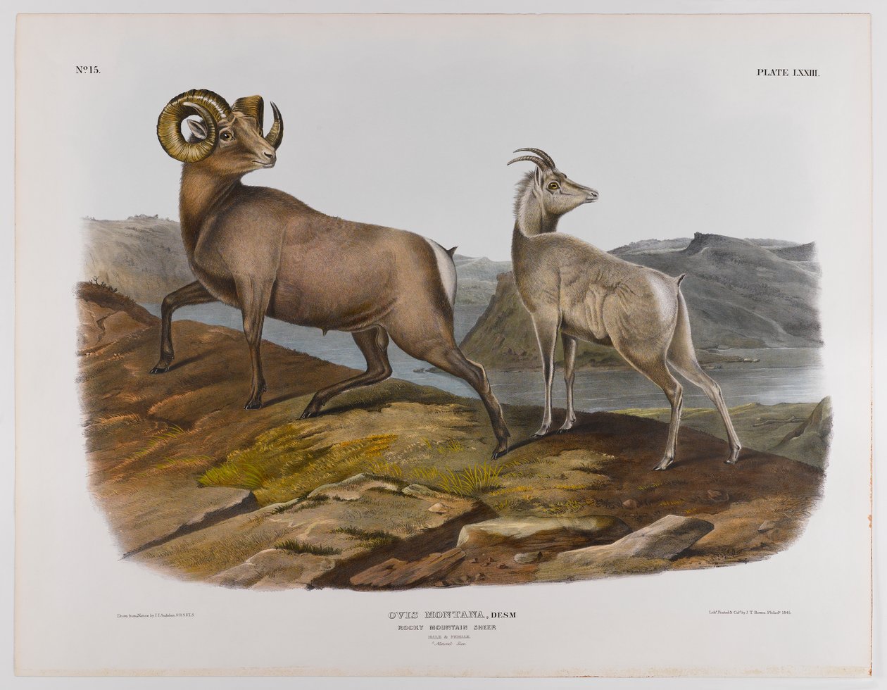 Rocky Mountain bárány, 1845 alkotó: John James Audubon